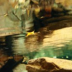 三里水中紅葉 (2)-1