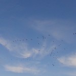 DSC06505 – コピー